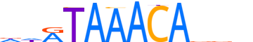 FOXF1.H13RSNP.0.P.D reverse-complement motif logo (FOXF1 gene, FOXF1_HUMAN protein)