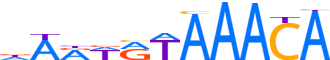 FOXL2.H13RSNP.0.PSM.A reverse-complement motif logo (FOXL2 gene, FOXL2_HUMAN protein)