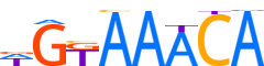FOXP1.H13RSNP.0.PS.A reverse-complement motif logo (FOXP1 gene, FOXP1_HUMAN protein)