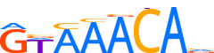 FOXP2.H13RSNP.0.P.B reverse-complement motif logo (FOXP2 gene, FOXP2_HUMAN protein)