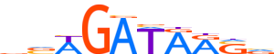 GATA1.H13RSNP.1.PSM.A motif logo (GATA1 gene, GATA1_HUMAN protein)