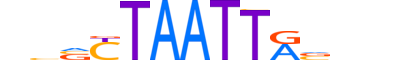 GBX2.H13RSNP.0.SM.B motif logo (GBX2 gene, GBX2_HUMAN protein)