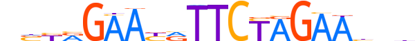 HSF4.H13RSNP.0.SM.B motif logo (HSF4 gene, HSF4_HUMAN protein)