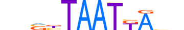 HXA1.H13RSNP.0.SM.D motif logo (HOXA1 gene, HXA1_HUMAN protein)