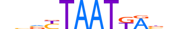 HXB2.H13RSNP.0.SM.D motif logo (HOXB2 gene, HXB2_HUMAN protein)