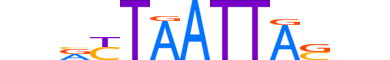 LHX8.H13RSNP.0.S.B motif logo (LHX8 gene, LHX8_HUMAN protein)