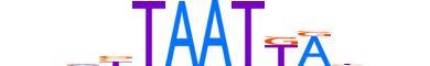 MEOX1.H13RSNP.0.SM.B motif logo (MEOX1 gene, MEOX1_HUMAN protein)