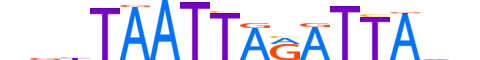 MIXL1.H13RSNP.0.SM.B motif logo (MIXL1 gene, MIXL1_HUMAN protein)