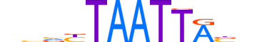 MNX1.H13RSNP.0.SM.B motif logo (MNX1 gene, MNX1_HUMAN protein)