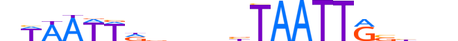 MSX1.H13RSNP.1.S.C reverse-complement motif logo (MSX1 gene, MSX1_HUMAN protein)