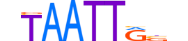 MSX2.H13RSNP.0.SM.B reverse-complement motif logo (MSX2 gene, MSX2_HUMAN protein)