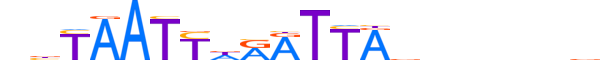 PHX2A.H13RSNP.0.PS.D reverse-complement motif logo (PHOX2A gene, PHX2A_HUMAN protein)