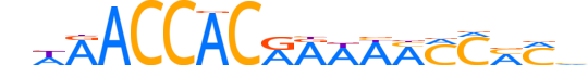 RUNX2.H13RSNP.2.M.C reverse-complement motif logo (RUNX2 gene, RUNX2_HUMAN protein)