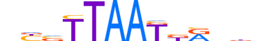 TLX3.H13RSNP.0.SM.B motif logo (TLX3 gene, TLX3_HUMAN protein)