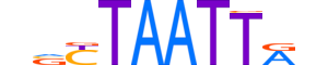 VSX2.H13RSNP.0.PSM.A reverse-complement motif logo (VSX2 gene, VSX2_HUMAN protein)