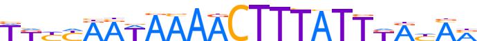 ZBT40.H13RSNP.0.P.D motif logo (ZBTB40 gene, ZBT40_HUMAN protein)