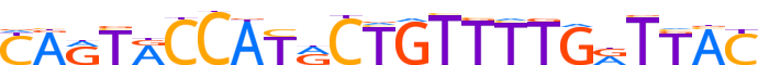 ZN250.H13RSNP.0.P.D motif logo (ZNF250 gene, ZN250_HUMAN protein)