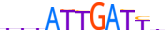 CUX2.H13RSNP.0.P.C motif logo (CUX2 gene, CUX2_HUMAN protein)