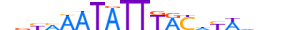 FOXB1.H13RSNP.0.SM.B motif logo (FOXB1 gene, FOXB1_HUMAN protein)