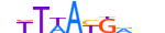 HXC11.H13RSNP.1.S.D motif logo (HOXC11 gene, HXC11_HUMAN protein)