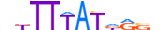 HXD13.H13RSNP.0.PS.D motif logo (HOXD13 gene, HXD13_HUMAN protein)