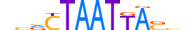 HXD3.H13RSNP.0.SM.D motif logo (HOXD3 gene, HXD3_HUMAN protein)