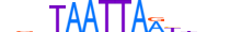 LHX4.H13RSNP.0.SM.B motif logo (LHX4 gene, LHX4_HUMAN protein)