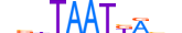 MEOX2.H13RSNP.0.SM.D motif logo (MEOX2 gene, MEOX2_HUMAN protein)