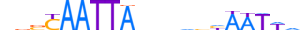 MSX2.H13RSNP.1.SM.B motif logo (MSX2 gene, MSX2_HUMAN protein)