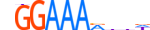 NFAC4.H13RSNP.0.P.D motif logo (NFATC4 gene, NFAC4_HUMAN protein)