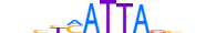 NOTO.H13RSNP.0.SM.D motif logo (NOTO gene, NOTO_HUMAN protein)