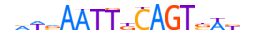 SOX9.H13RSNP.2.S.B motif logo (SOX9 gene, SOX9_HUMAN protein)