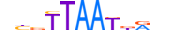 TLX3.H13RSNP.0.SM.B motif logo (TLX3 gene, TLX3_HUMAN protein)