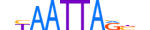 VSX2.H13RSNP.0.PSM.A motif logo (VSX2 gene, VSX2_HUMAN protein)