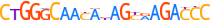 ZN121.H13RSNP.0.P.B motif logo (ZNF121 gene, ZN121_HUMAN protein)