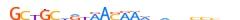 ZNF12.H13RSNP.0.P.D motif logo (ZNF12 gene, ZNF12_HUMAN protein)